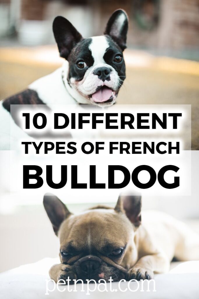 10 Different Types Of French Bulldogs: Frenchie Breeds For Families