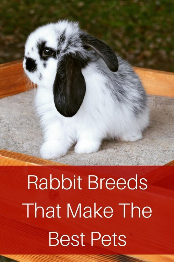 10 Friendliest Rabbit Breeds 8 Tips To Find The