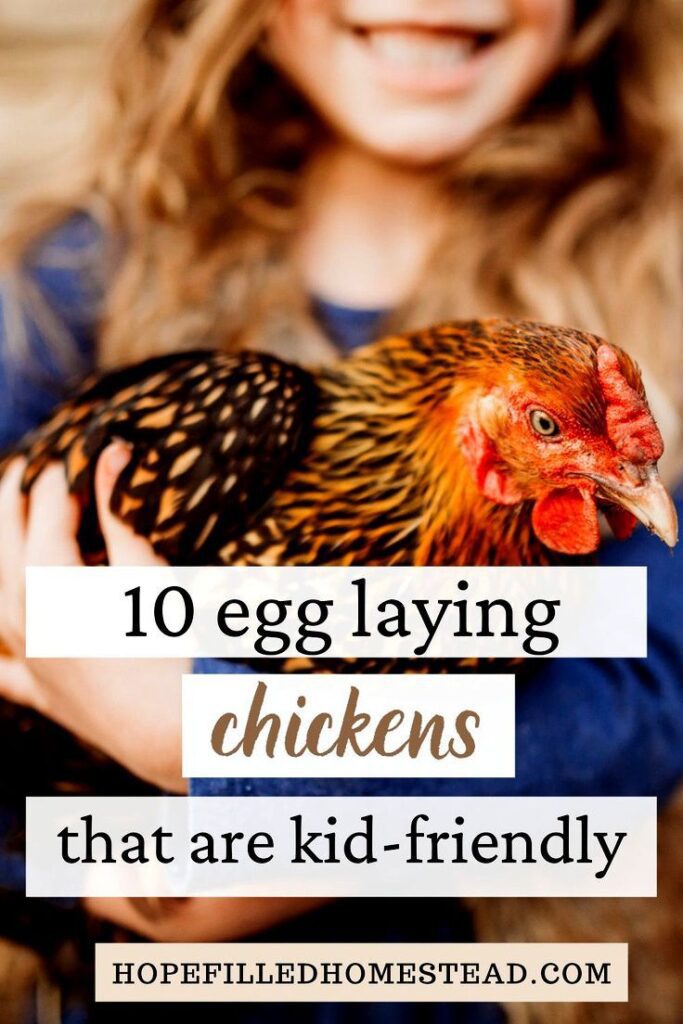 10 Friendly Chicken Breeds For Beginners