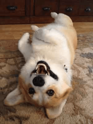10 Things Only A Pembroke Welsh Corgi Owner Would Understand
