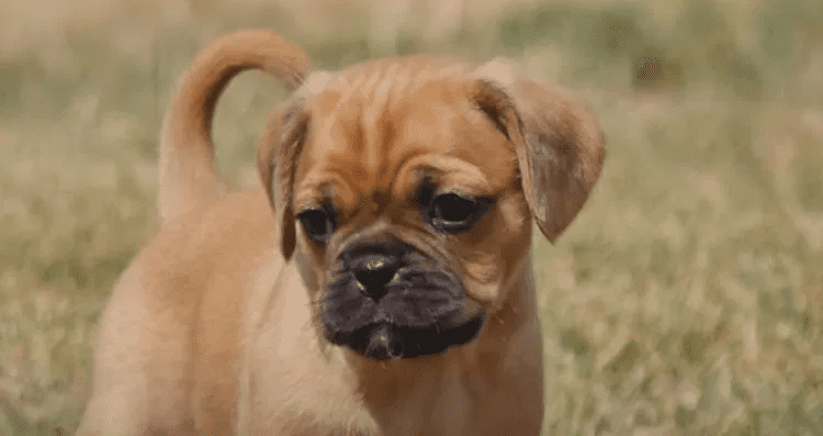 10 Things You Didn'T Know About The Pugalier