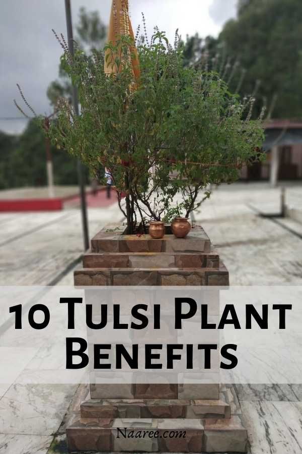 10 Tulsi Plant Benefits Plus Tulsi Kadha And Tulsi Tea
