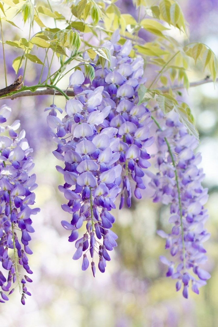 10 of the best spring flowers
