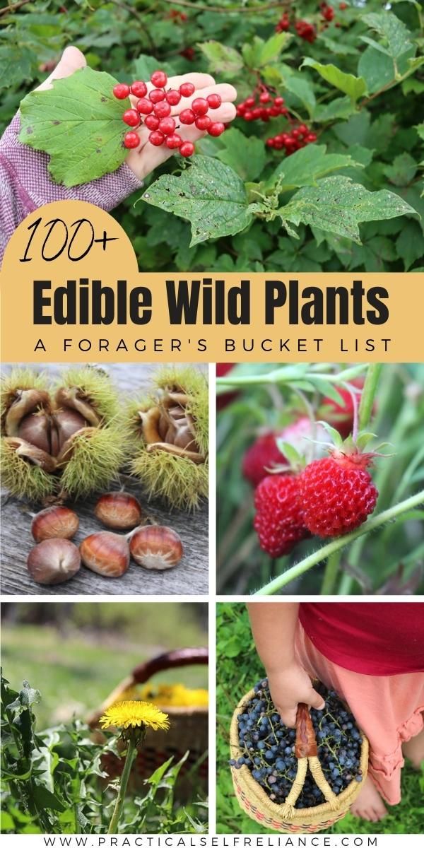 100+ Wild Edible Plants to Forage ~ Forager's Bucket List
