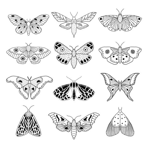 10,100+ Moth Drawing Stock Photos, Pictures & Royalty-Free Images