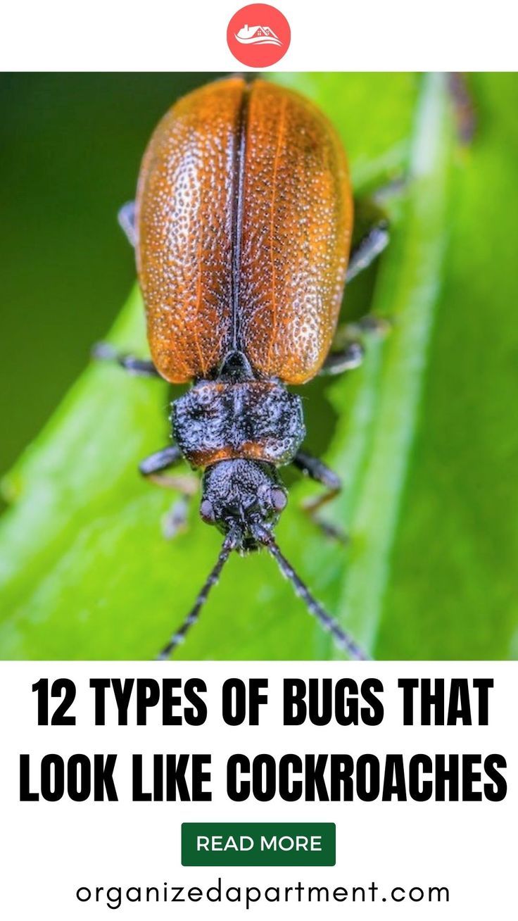 12 Types of Bugs That Look Like Cockroaches