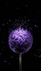 1200×2074 Violet Flower 4K AMOLED HD Wallpaper