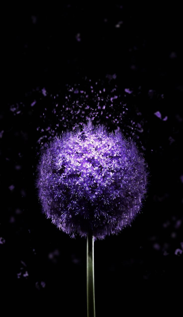 1200x2074 Violet Flower 4K AMOLED Wallpaper
