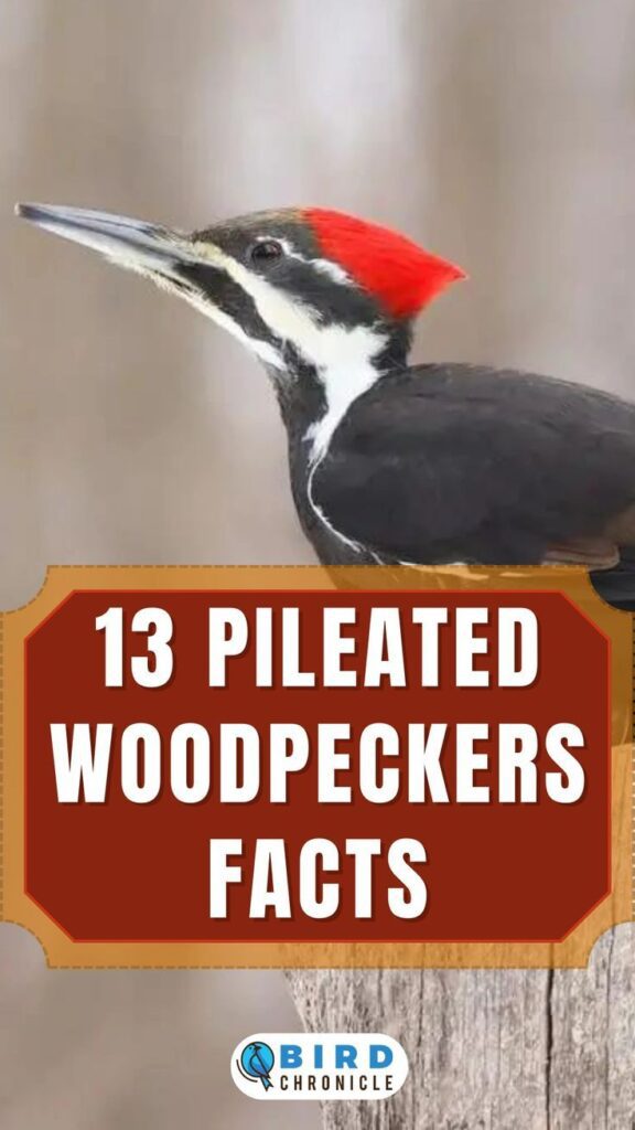 13 Interesting Facts About Pileated Woodpeckers