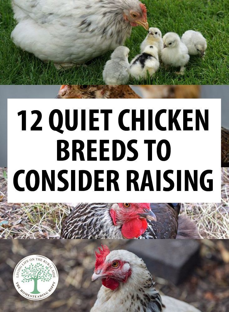 13 Quiet Chicken Breeds To Consider Raising The Homesteading