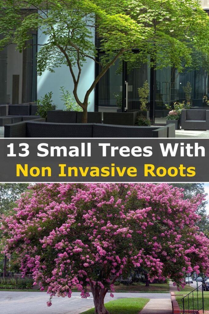 13 Small Trees With Non Invasive Roots For Your Courtyard