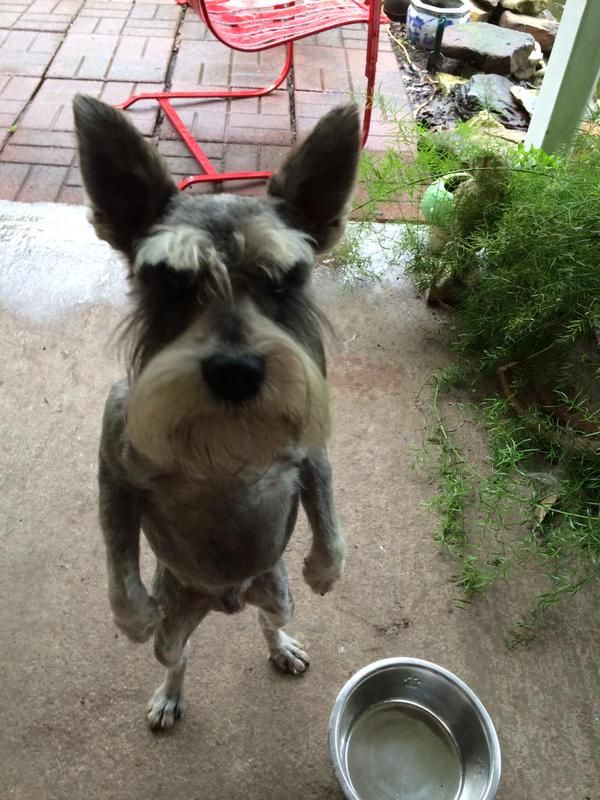 14 Dogs Who Know What You Did Last Summer