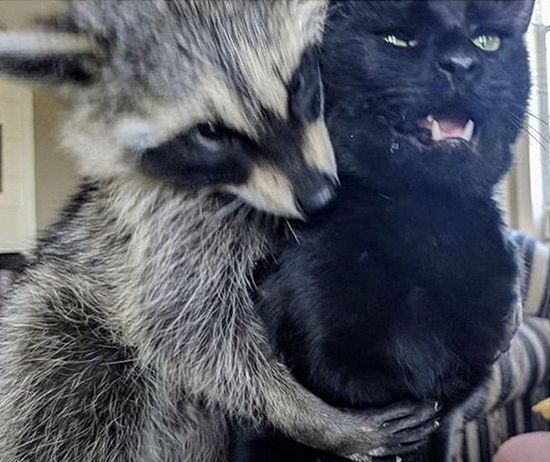 14 Funny Raccoon Memes That Will Make Your Day!