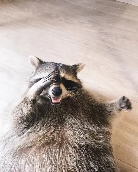 14 Funny Raccoon Pictures That Will Make You Smile!
