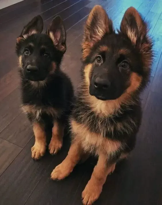 14 Photos Of German Shepherd Puppies That Are Really Cute