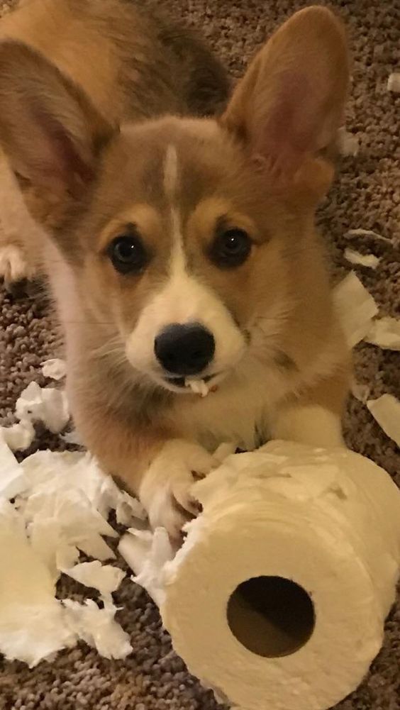 14 Reasons Corgis Are The Worst Indoor Dog Breed Of All Time