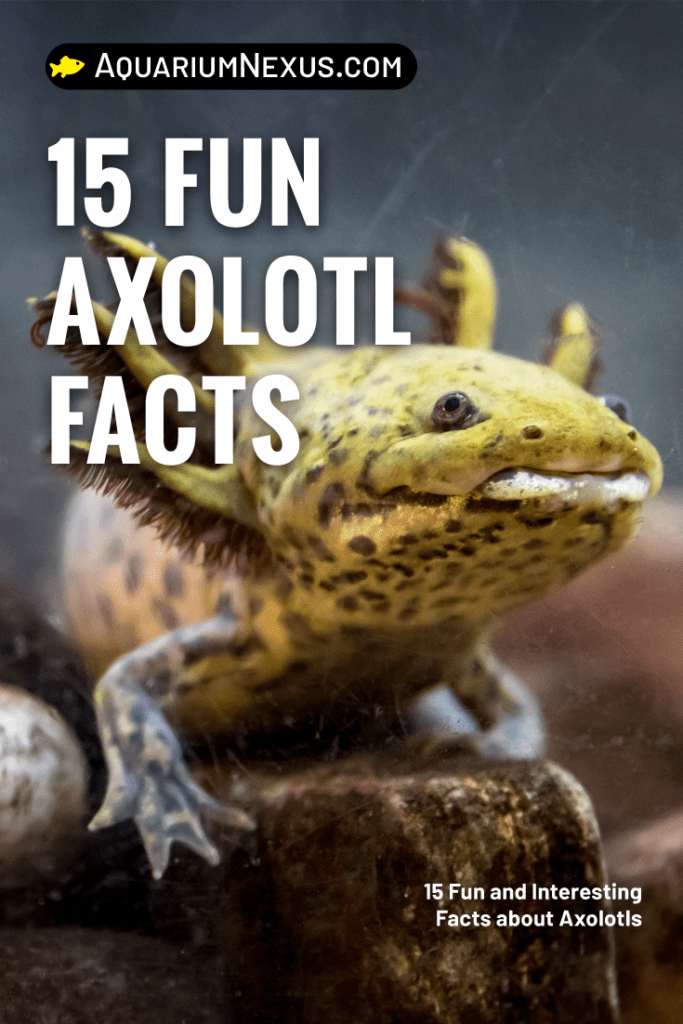 15 Fun And Interesting Facts About Axolotls Images