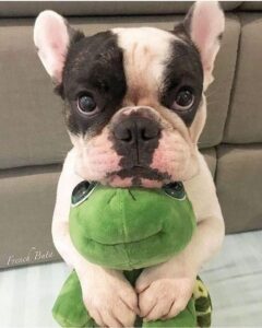 15 Funny French Bulldogs That Will Make Your Day HD Wallpaper