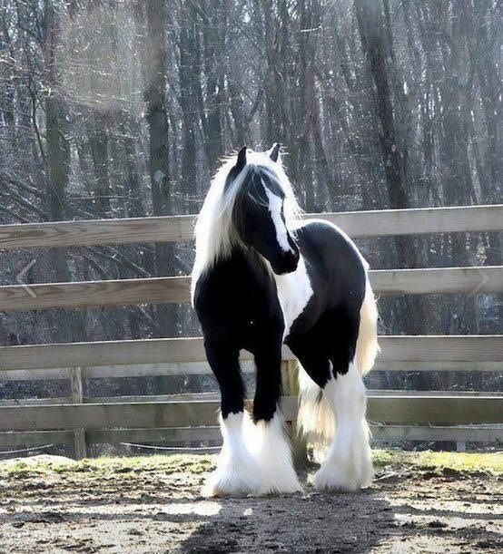 15 Gorgeous Gypsy Vanner Horses Right out of Your Favorite Fairy Tale
