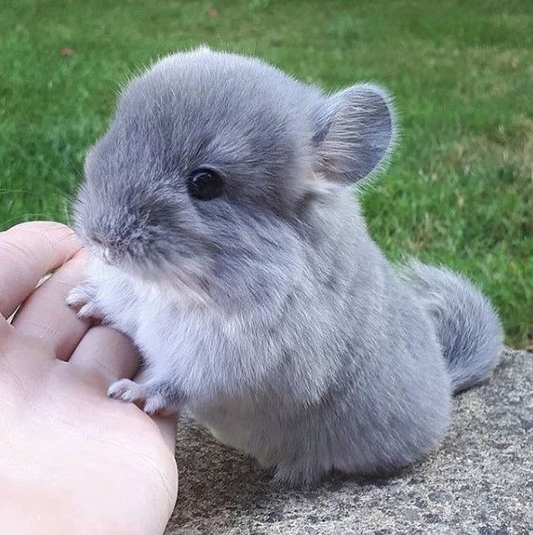 15 Historical Facts About Chinchillas