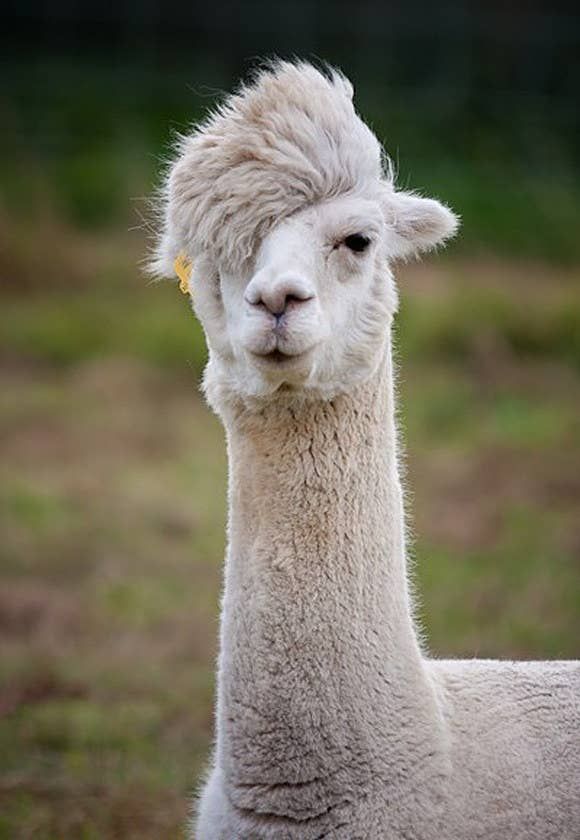 15 Llamas Who Just Do Not Give A Damn Images