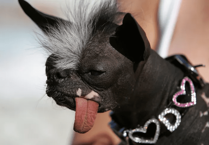 15 Of The Most Adorable Ugly Dogs Images