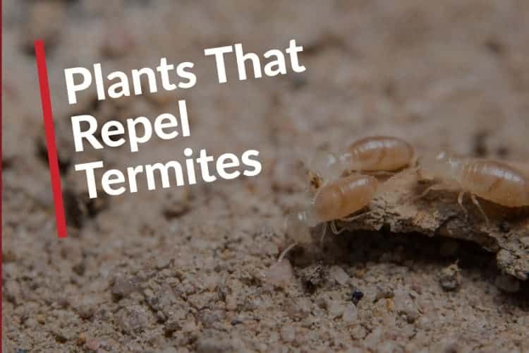 15 Plants That Repel Termites Natural Plant Repellents Images