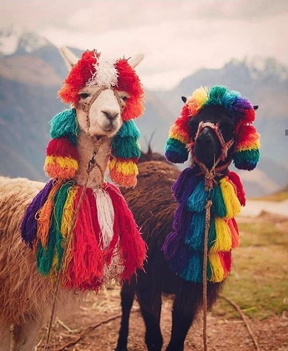 15 Stylish Ideas From Llamas And Alpacas Images