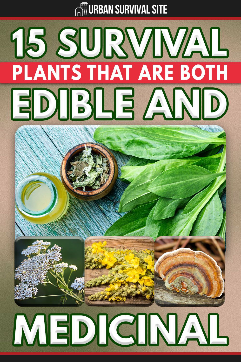 15 Survival Plants That Are Both Edible AND Medicinal