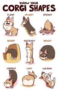 15 , That Show Corgis Are the Best Dogs Ever HD Wallpaper