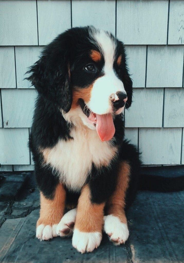 15 Things About Bernese Mountain Dogs You Should Know