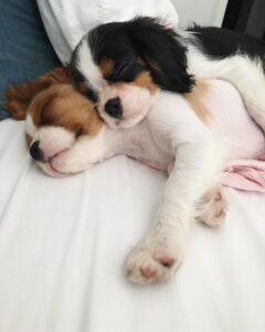 15 Things All Cavalier King Charles Spaniel Owners Must Never Forget HD Wallpaper