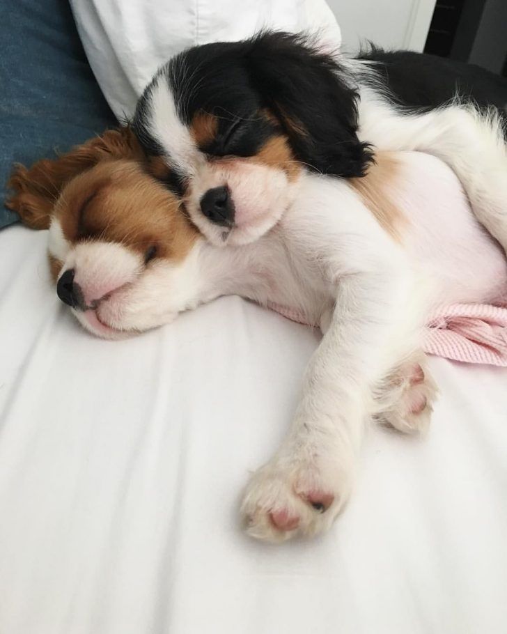 15 Things All Cavalier King Charles Spaniel Owners Must Never