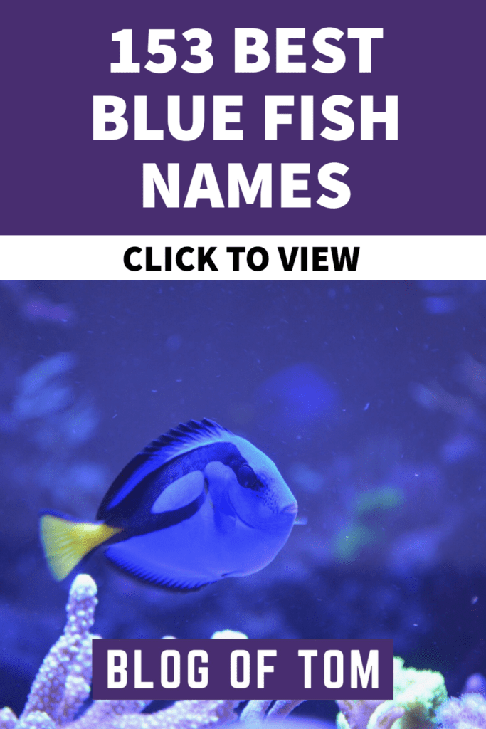153 Best Blue Fish Names Images