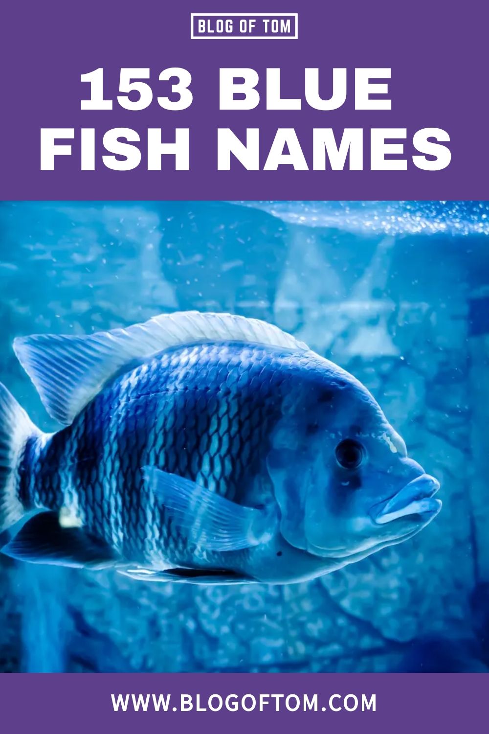 153 Blue Fish Names