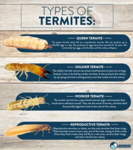 All About Termites and How to Get Rid of an Infestation HD Wallpaper