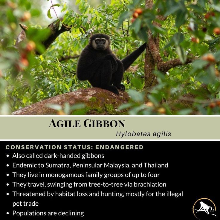 Agile Gibbon, Hylobates Agilis - New England Primate Conservancy