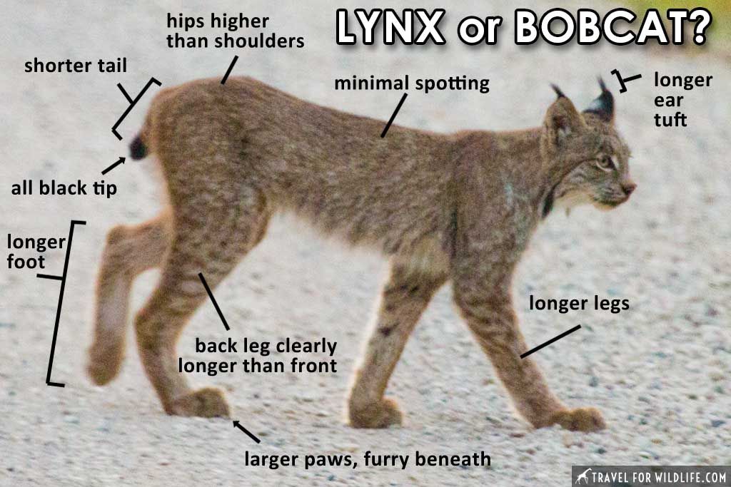 1691772427 How To Tell The Difference Between A Bobcat And A