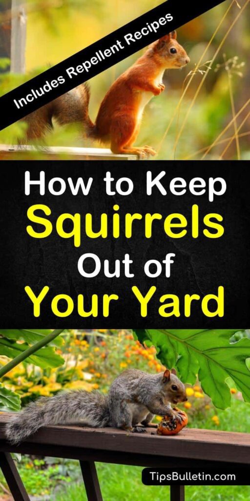 17 Incredibly Easy Ways To Keep Squirrels Out Of Your