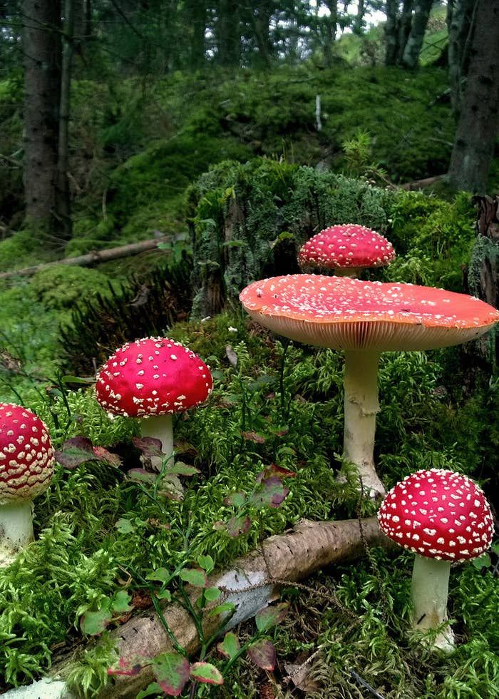 17 Photos Of Mushrooms You'll Weirdly Enjoy