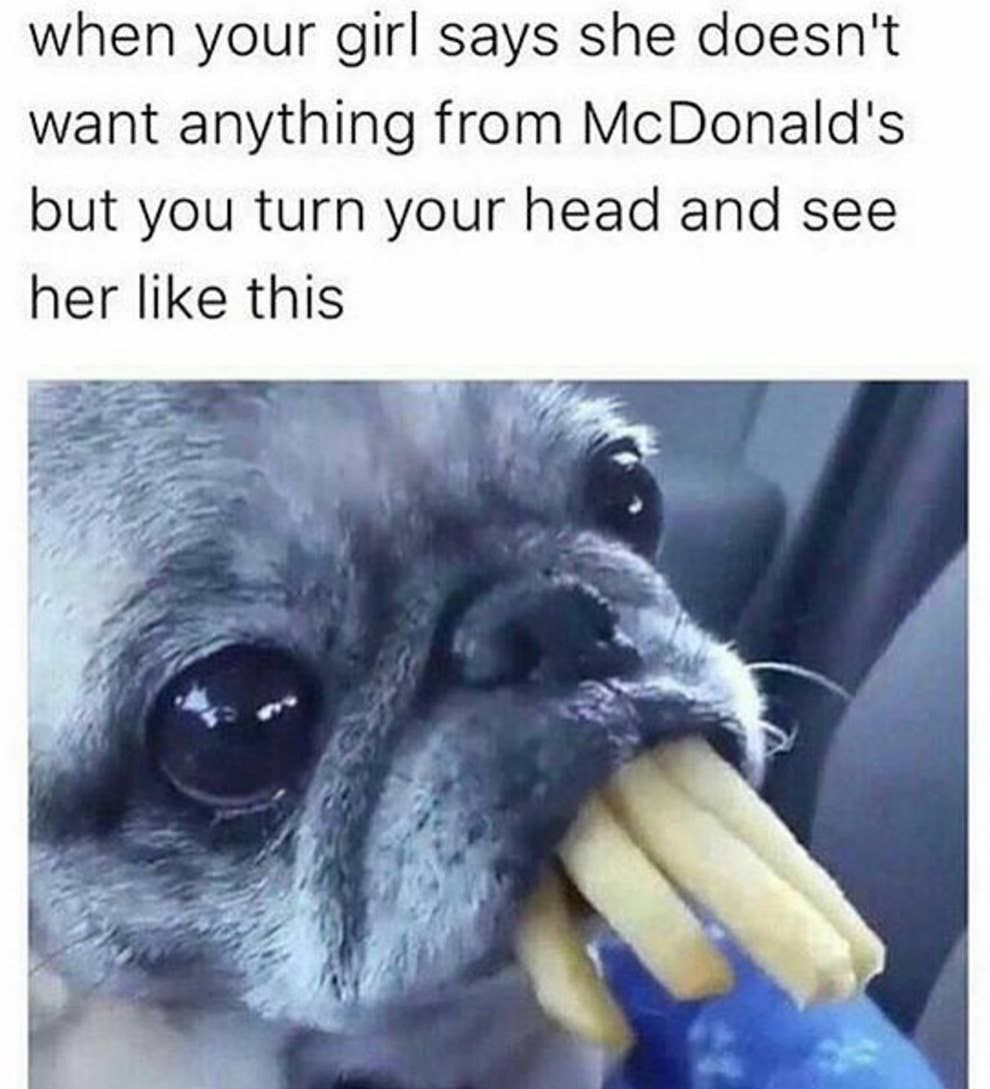 17 Pugs Memes That Weirdly Relatable, Funny, And Downright Ridiculous