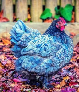 18 Blue Chicken Breeds (Chickens With Blue Feathers) Images