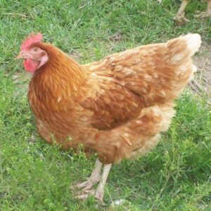 19 Best Egg Laying Chicken Breeds: With Name and HD Wallpaper