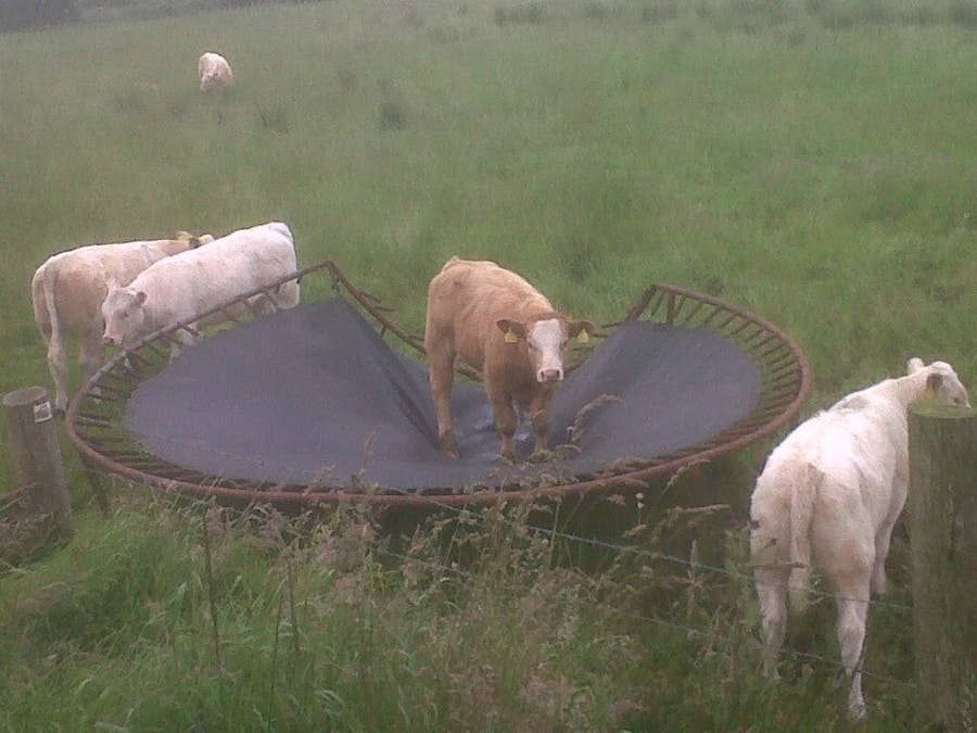 19 Cows Who Dont Quite Have This Cow Thing Down