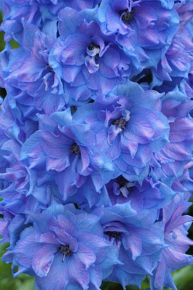 19 of the Best Delphinium Cultivars for Your Flower Beds