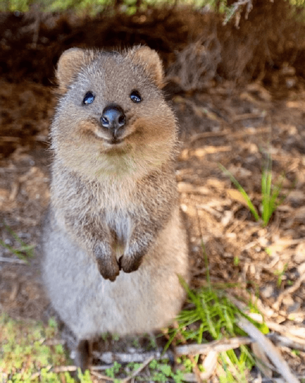20 Adorable Animal Fun Facts Sure To Brighten Your Day