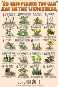 20 Edible Wild Plants You Can Forage For Survival HD Wallpaper