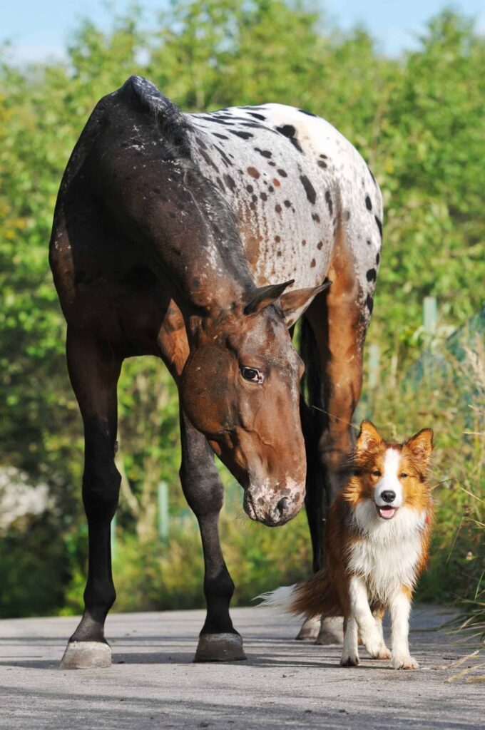 20 Pictures Of Horses Hanging Out With Dogs And Cats