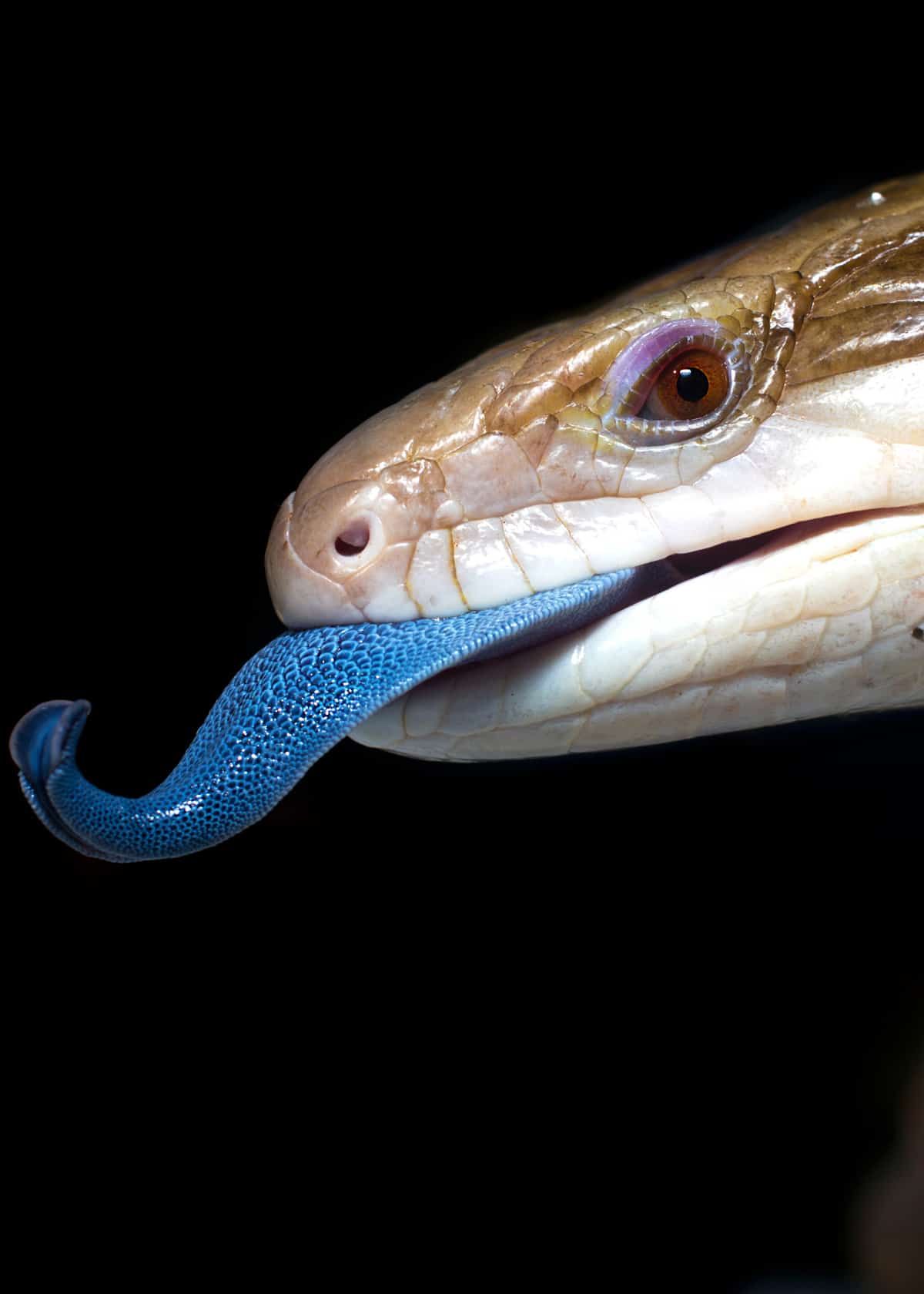 21 Blue,Tongued Skink Facts: All 8 Types (Ultimate Guide) Images