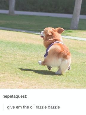 21 Corgi Posts That You Should Send To Your Best
